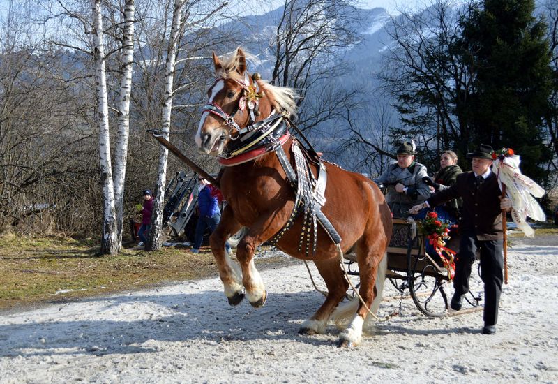 Datei:Fuchs vor Böndlschlitten.jpg