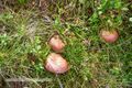 Rauriser Urwald Pilze 30.jpg