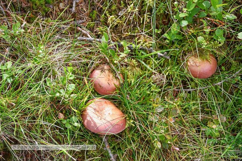 Datei:Rauriser Urwald Pilze 30.jpg