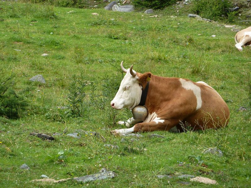 Datei:Fleckviehkuh im Krumltal.jpg
