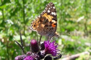 Lepidoptera Lungau Mariapfarr 1 (3).jpg