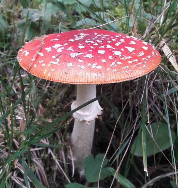 Datei:Fliegenpilz Weißpriachtal 1 (1).jpg