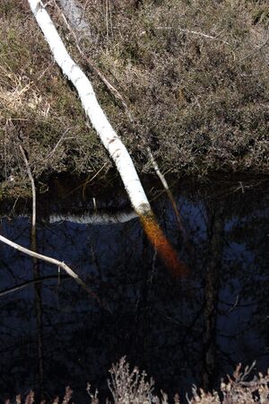 Mandlinger moor 69772 2018-04-18.jpg