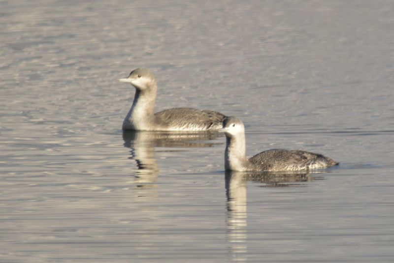 Datei:Sterntaucher, Zeller See.jpg