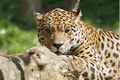 Zoo Salzburg 03.jpg