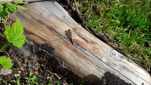 ! Sympetrum spec. (! Heidelibellen-Art).jpg