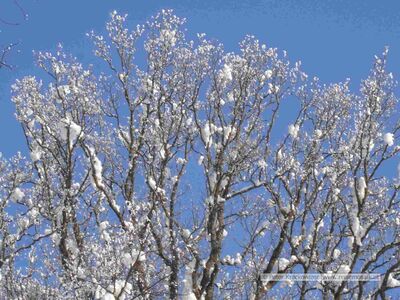 2006 01 16 Maria Plain Winter Bergheim 18.jpg