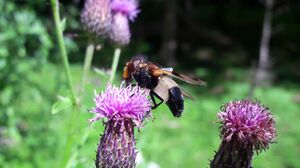Gemeine Waldschwebfliege Tennfall Tweng 20250913 2 (3).jpg
