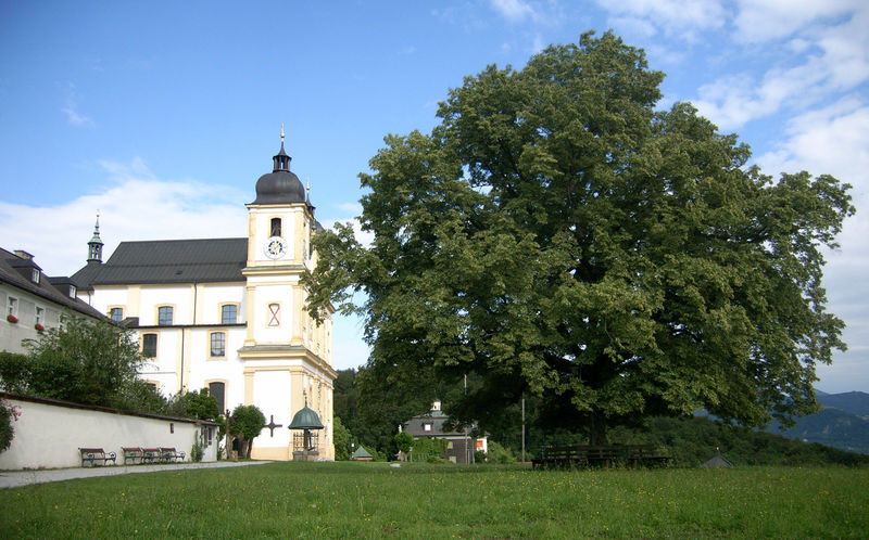 Datei:Plainlinde.jpg