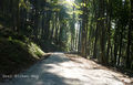 Drei-Eichen-Weg.jpg
