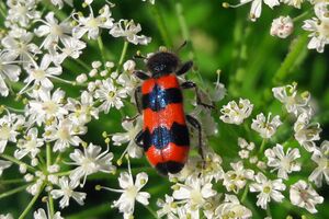 Gemeiner Bienenkäfer Buchberg Bischofshofen 20250614 1.jpg