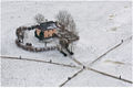 Krautwaechterhaeusel winter.jpg