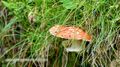 Rauriser Urwald Pilz 11.jpg