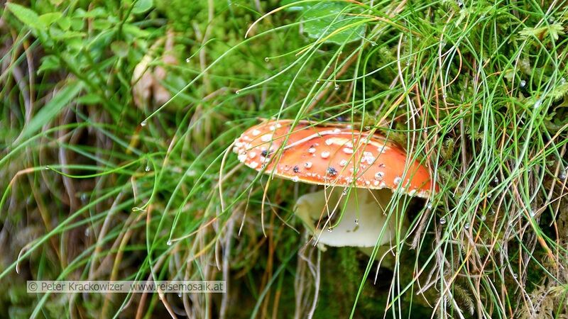 Datei:Rauriser Urwald Pilz 11.jpg