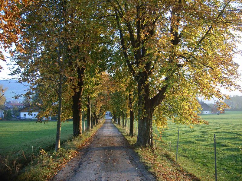 Datei:Bräukellerallee 028.jpg