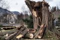 Bruck Foehn.jpg