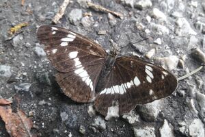 Kleiner Eisvogel Böndlsee 20240805 1 (1).jpg