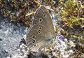 Schmetterling Kapruner Tal 1 (6).jpg