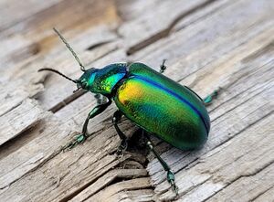 Prächtiger Blattkäfer Gnadenalm (4).jpg