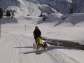 Schlittenhundefahrt, Naßfeld 4.jpg