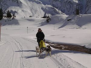 Schlittenhundefahrt, Naßfeld 4.jpg