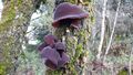 Judasohr 20201031 9.jpg