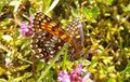 Lepidoptera Seidlwinkltal 1 (2).jpg