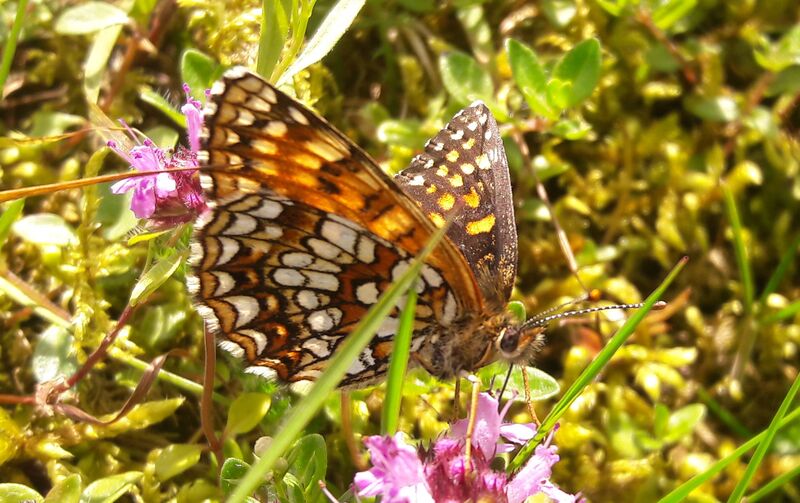 Datei:Lepidoptera Seidlwinkltal 1 (2).jpg