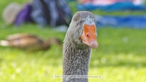 Pommerngänse Strandbad Neumarkt 10.jpg