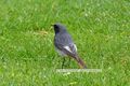 Phoenicurus ochruros Hausrotschwanz 02.jpg