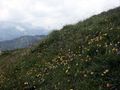 Twenger alm 18287 2003-07-01.jpg
