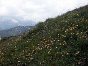 Twenger alm 18287 2003-07-01.jpg