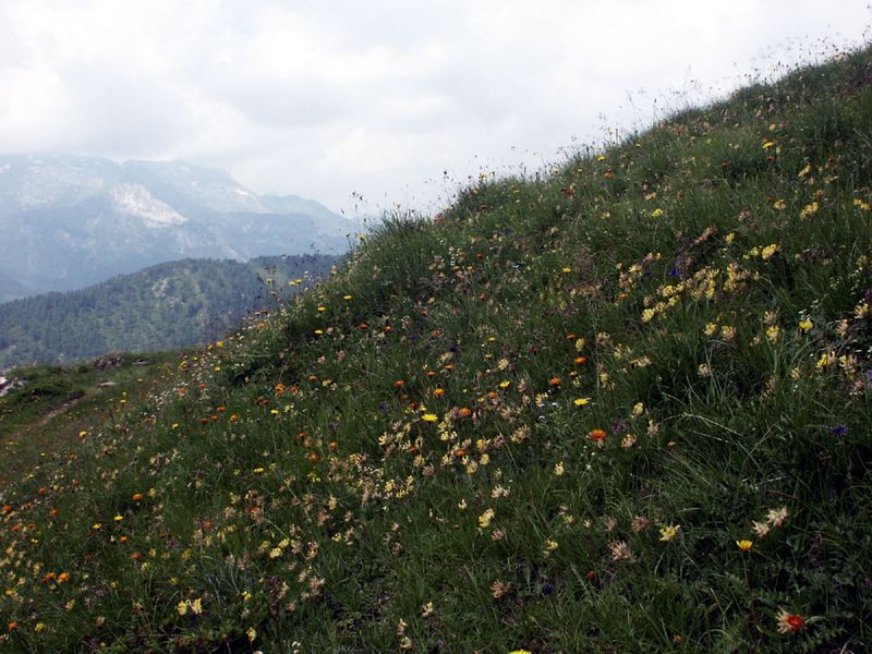 Datei:Twenger alm 18287 2003-07-01.jpg