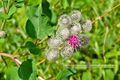 Arctium tomentosum Spinnweb-Klette Filz-Klette.jpg
