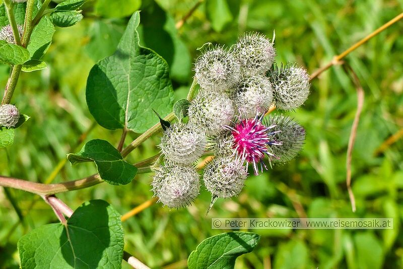 Datei:Arctium tomentosum Spinnweb-Klette Filz-Klette.jpg