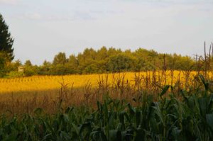 Maisfeld bei Holzöster.JPG