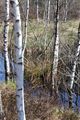 Mandlinger moor 69824 2018-04-18.jpg