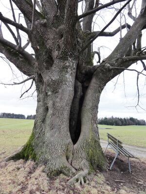 Das Innere der Gschirnlinde.jpg