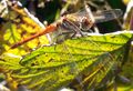 Große Heidelibelle20201009 5.jpg