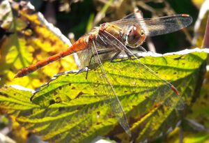 Große Heidelibelle20201009 5.jpg