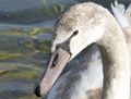 Junger Höckerschwan.jpg
