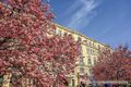 Magnolienblüte Makartplatz Salzburg 03.jpg