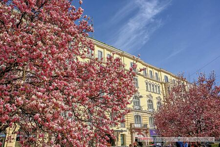 Magnolienblüte Makartplatz Salzburg 03.jpg