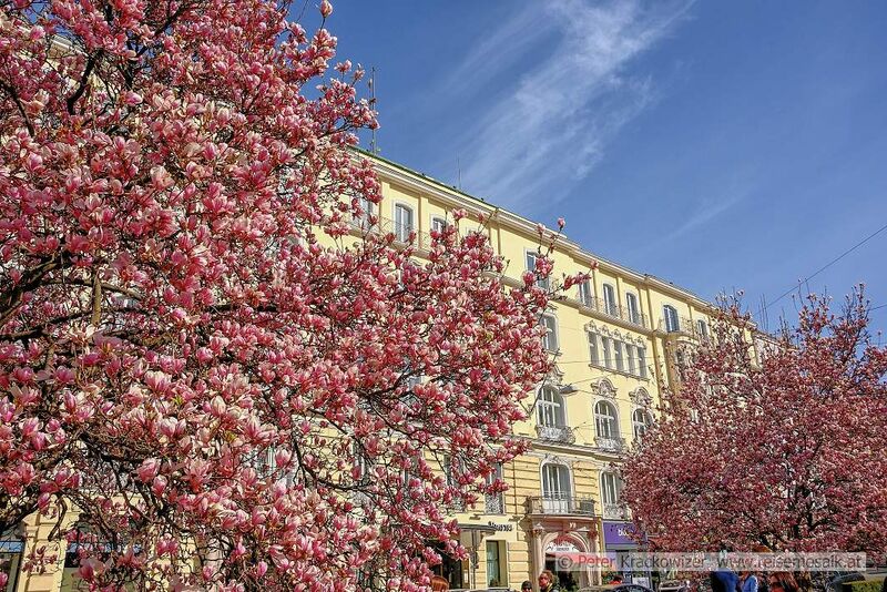 Datei:Magnolienblüte Makartplatz Salzburg 03.jpg