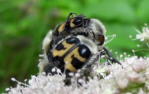 Pinselkäfer Staubfall Unken 1 (21).jpg