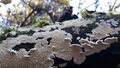 Tramete 20201106 27.jpg