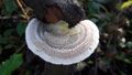 Tramete 20201106 4.jpg