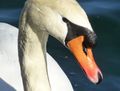 Höckerschwan-Portrait.jpg