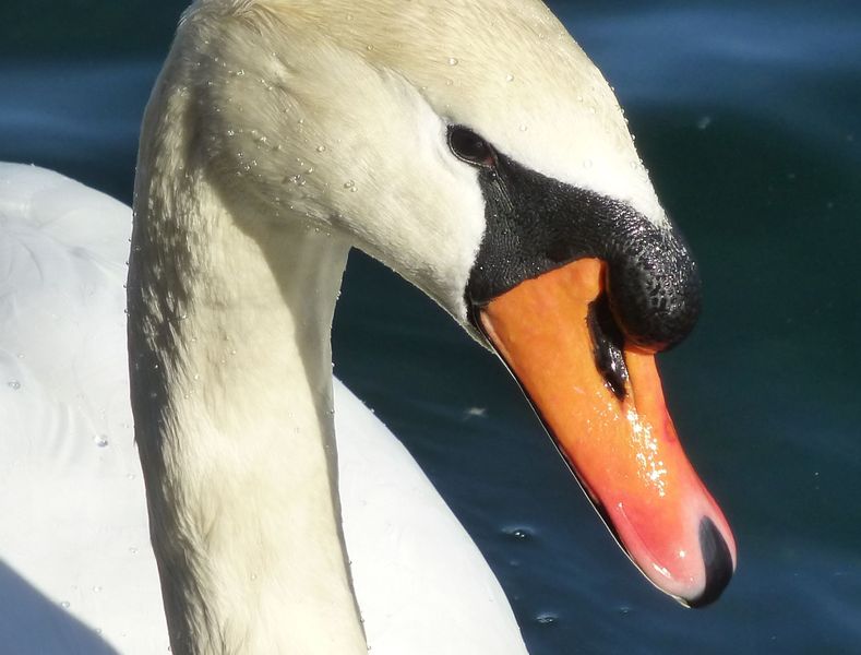 Datei:Höckerschwan-Portrait.jpg