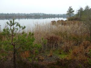 Schönramer Filz, Großer Moorsee 2.jpg